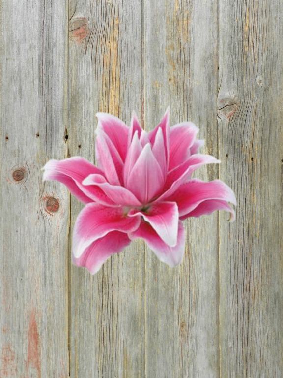 ISABELLA 2/3 BLOOM PINK BI-COLOR DOUBLE BLOOM ROSE LILY